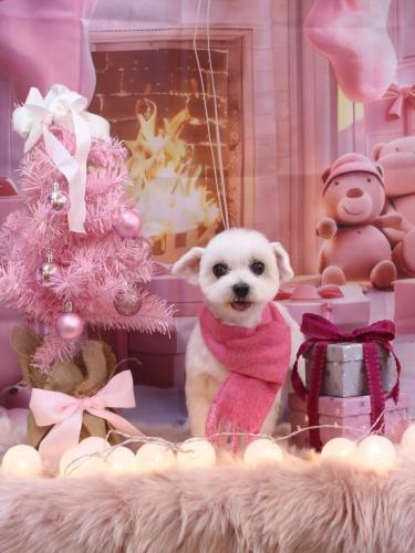 20241204うららちゃん